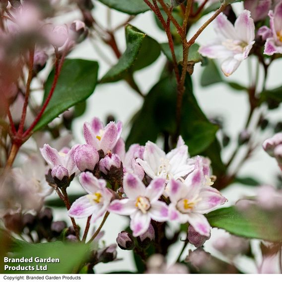 Deutzia 'Pink Cloud'
