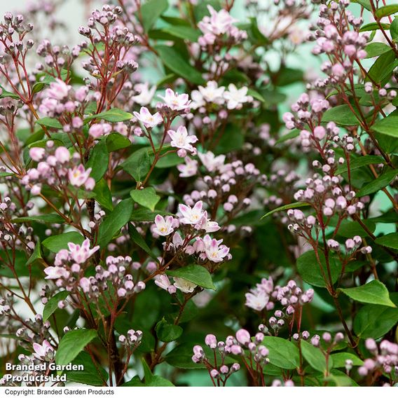 Deutzia 'Pink Cloud'