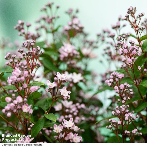 Deutzia 'Pink Cloud'