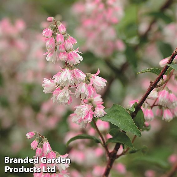 Deutzia scabra