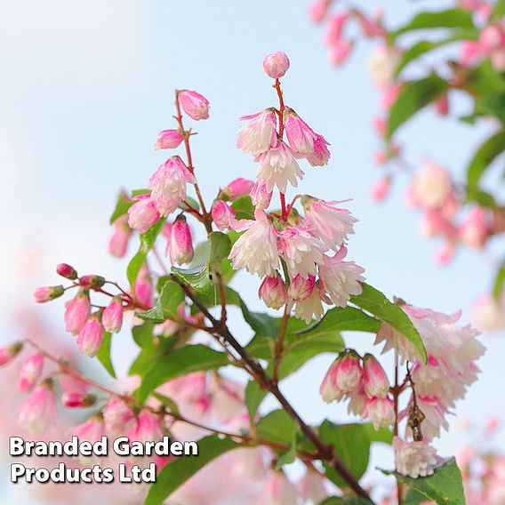 Deutzia scabra