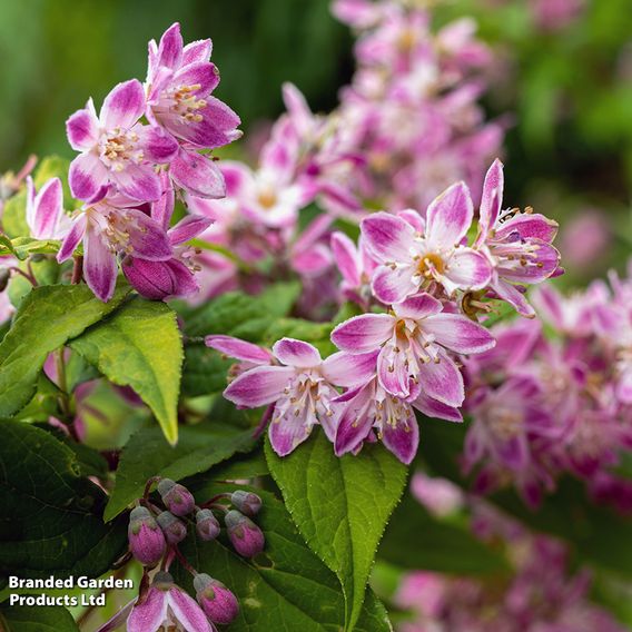 Deutzia x hybrida 'Strawberry Fields'