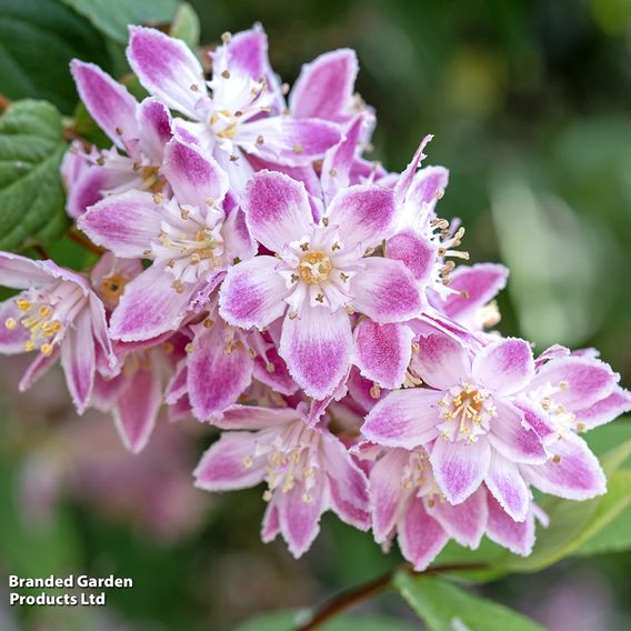 Deutzia x hybrida 'Strawberry Fields'