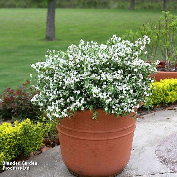 Deutzia Yuki Snowflake Proven Winners®