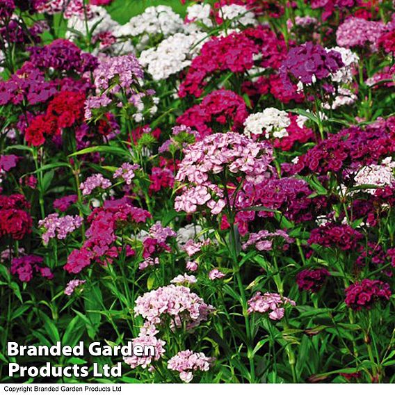 Dianthus barbatus 'Sweet Mixed'