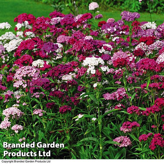 Dianthus barbatus 'Sweet Mixed'