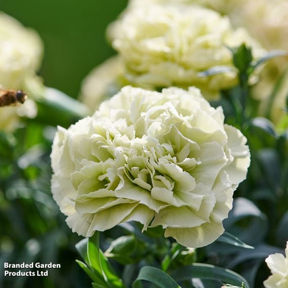 Dianthus x hybrida 'Flow Apella Beach'