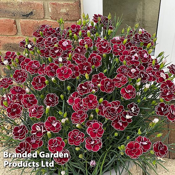 Dianthus 'Bicolor Burgundy' | Suttons