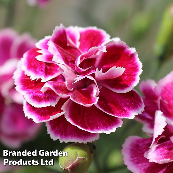 Dianthus 'Scented Pleasures Collection'