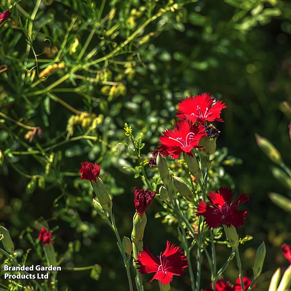Dianthus deltoides 'Brilliant'