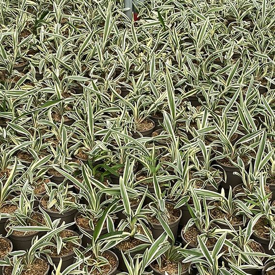 Dianella tasmanica 'Destiny'