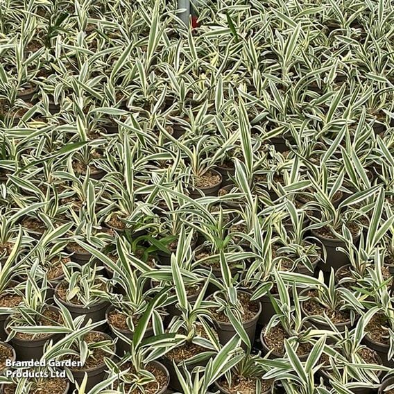 Dianella tasmanica 'Destiny'