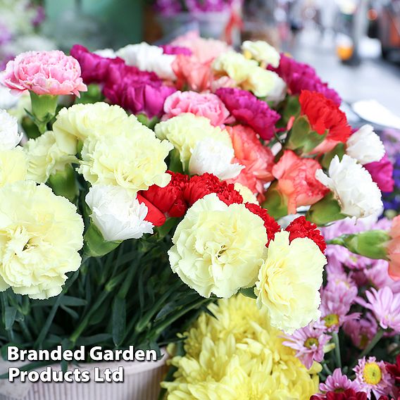 Dianthus 'Dwarf Vienna Mixed'