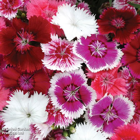 Dianthus 'Festival Mixed'