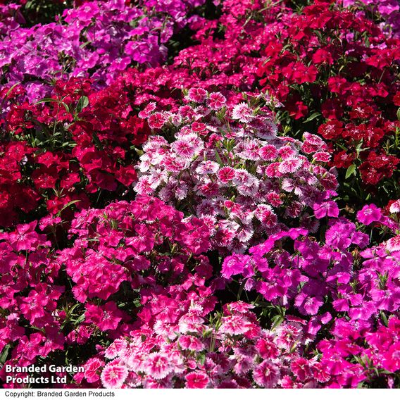 Dianthus 'Festival Mixed'