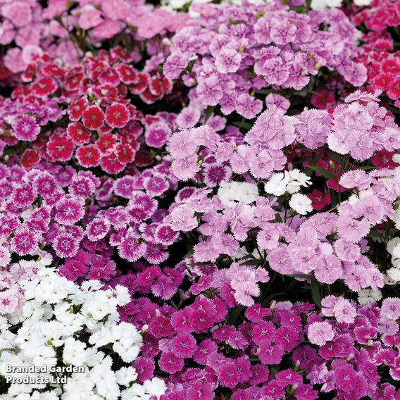 Dianthus 'Festival Mixed'