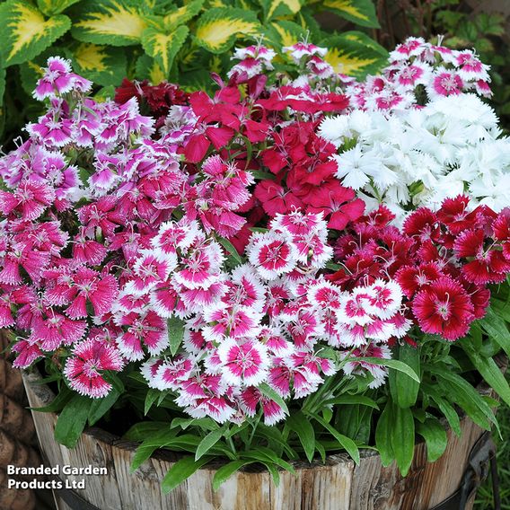 Dianthus 'Festival Mixed'