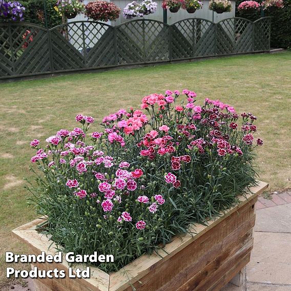 Dianthus 'Scented Pleasures Collection'