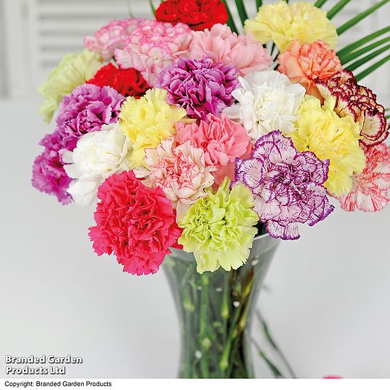 Carnation 'Chabaud Giant Mix' - Seeds