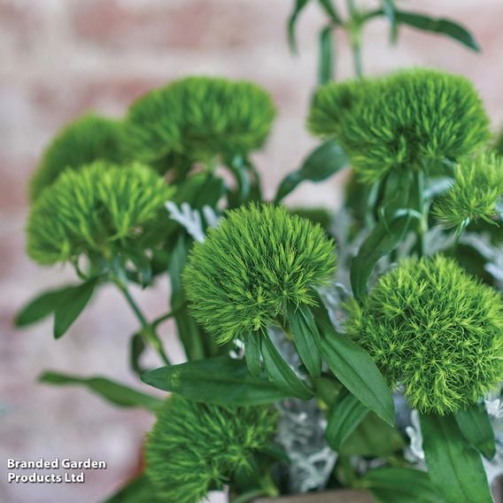 Dianthus barbatus 'Green Wicky'