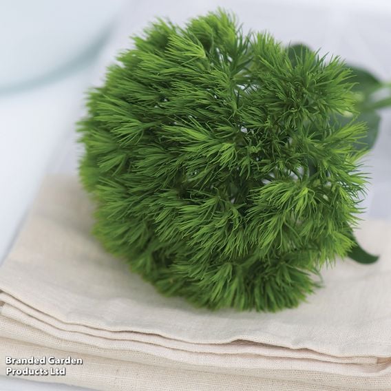 Dianthus barbatus 'Green Wicky'