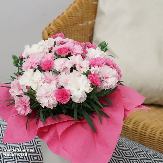 Dianthus caryophyllus 'I Love You'