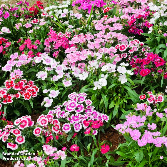 Sunset Perennial Collection