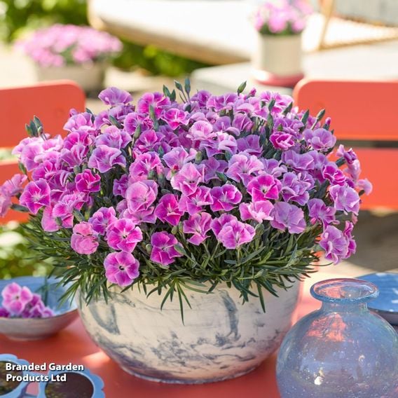 Dianthus x hybrida 'It Girl'