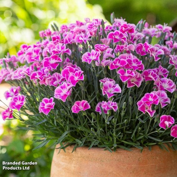 Dianthus x hybrida 'It Girl'