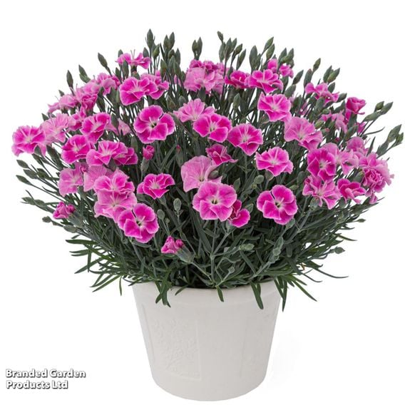 Dianthus x hybrida 'It Girl'