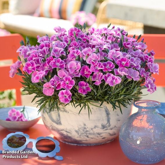 Dianthus x hybrida 'It Girl'