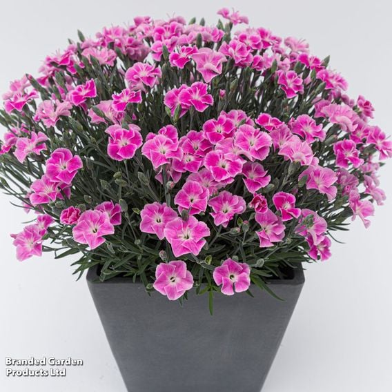 Dianthus x hybrida 'It Girl'