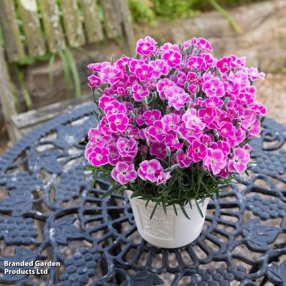Dianthus x hybrida 'It Girl'