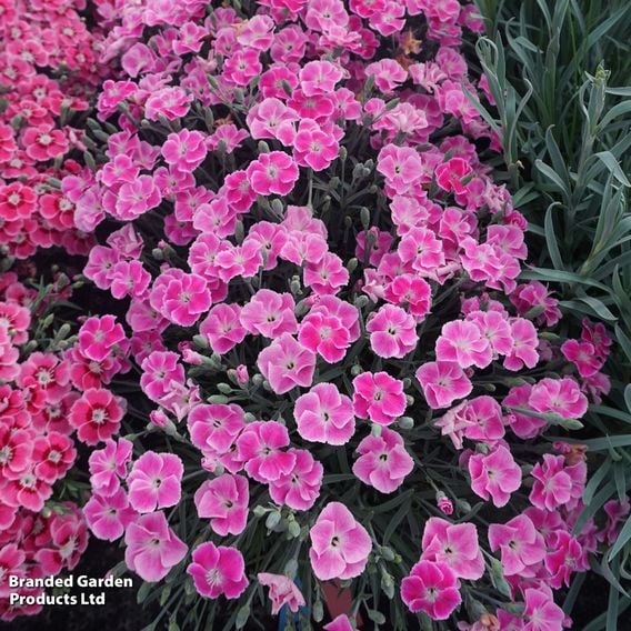 Dianthus x hybrida 'It Girl'