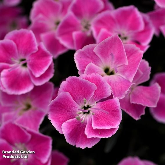 Dianthus x hybrida 'It Girl'