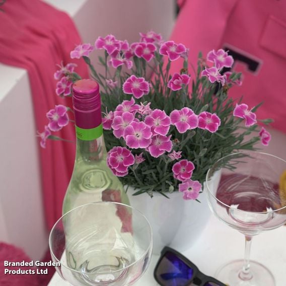 Dianthus x hybrida 'It Girl'