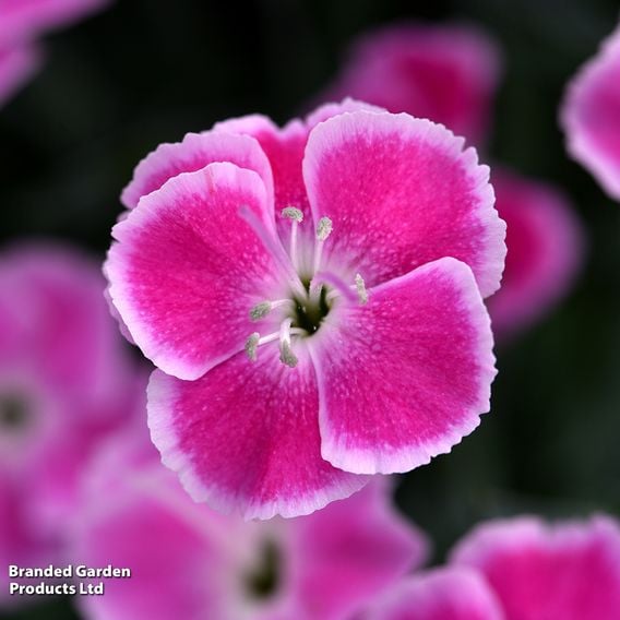Dianthus x hybrida 'It Girl'