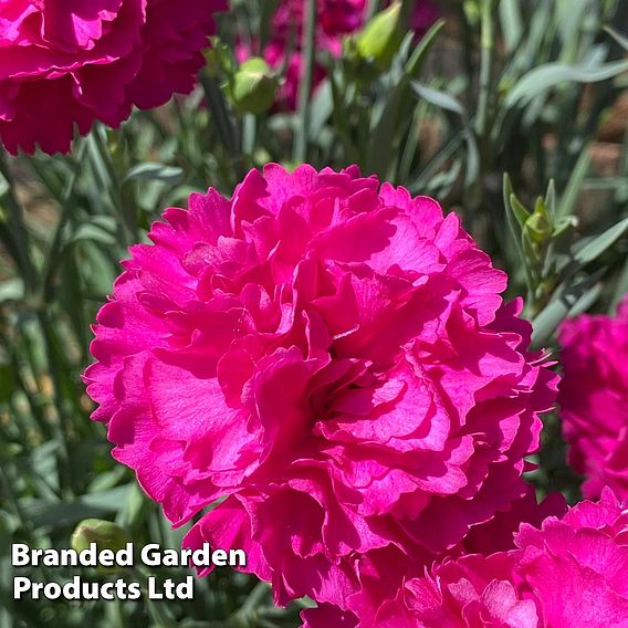 Dianthus 'Scented Pleasures Collection'