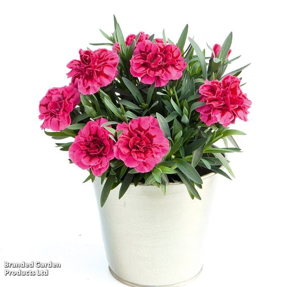 Dianthus caryophyllus 'Oscar Purple Wings'