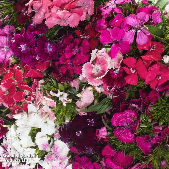 Sweet William 'Perfume Mix' - Seeds