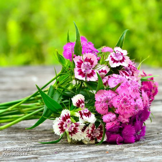 Sweet William 'Perfume Mix' - Seeds