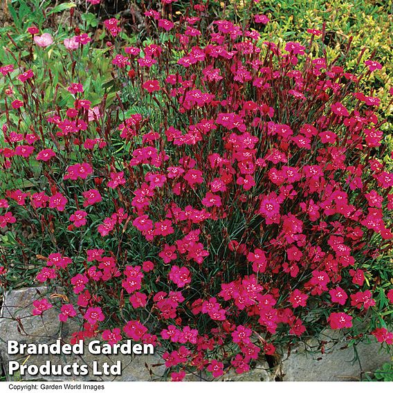 Dianthus deltoides 'Brilliant'