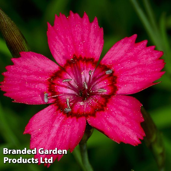 Dianthus deltoides 'Brilliant'