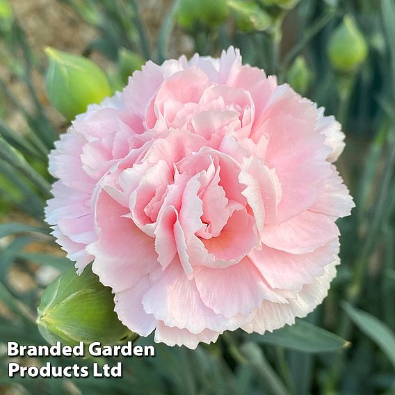 Dianthus 'Pink Marshmallow'