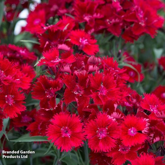 Dianthus barbatus 'Rockin' Red'