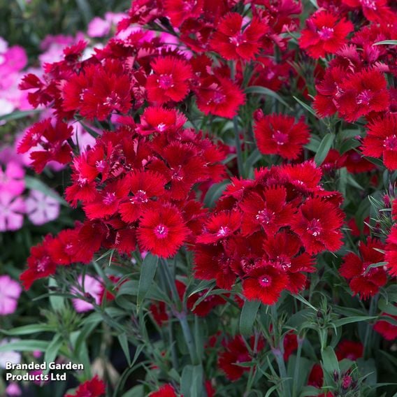 Dianthus barbatus 'Rockin' Red'