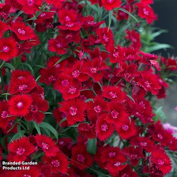 Dianthus barbatus 'Rockin' Red'
