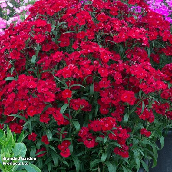 Dianthus barbatus 'Rockin' Red'