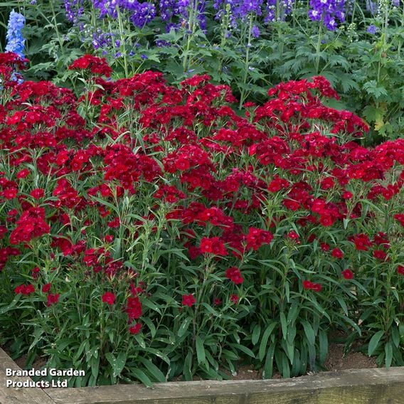 Dianthus barbatus 'Rockin' Red'