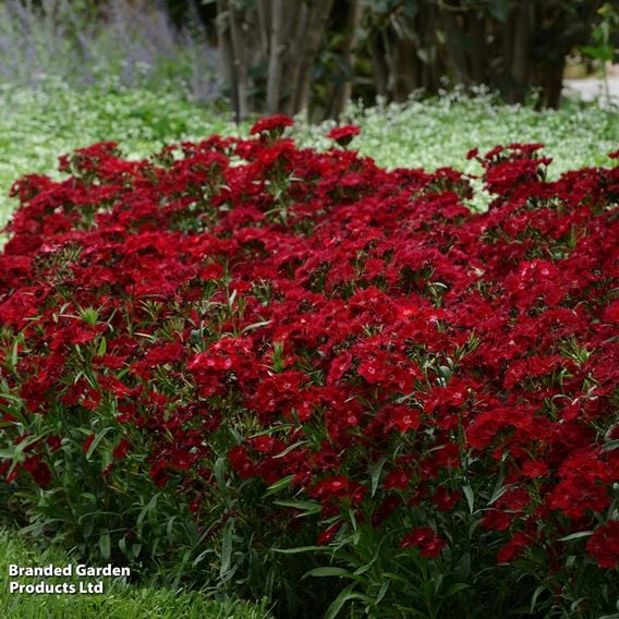 Dianthus barbatus 'Rockin' Red'